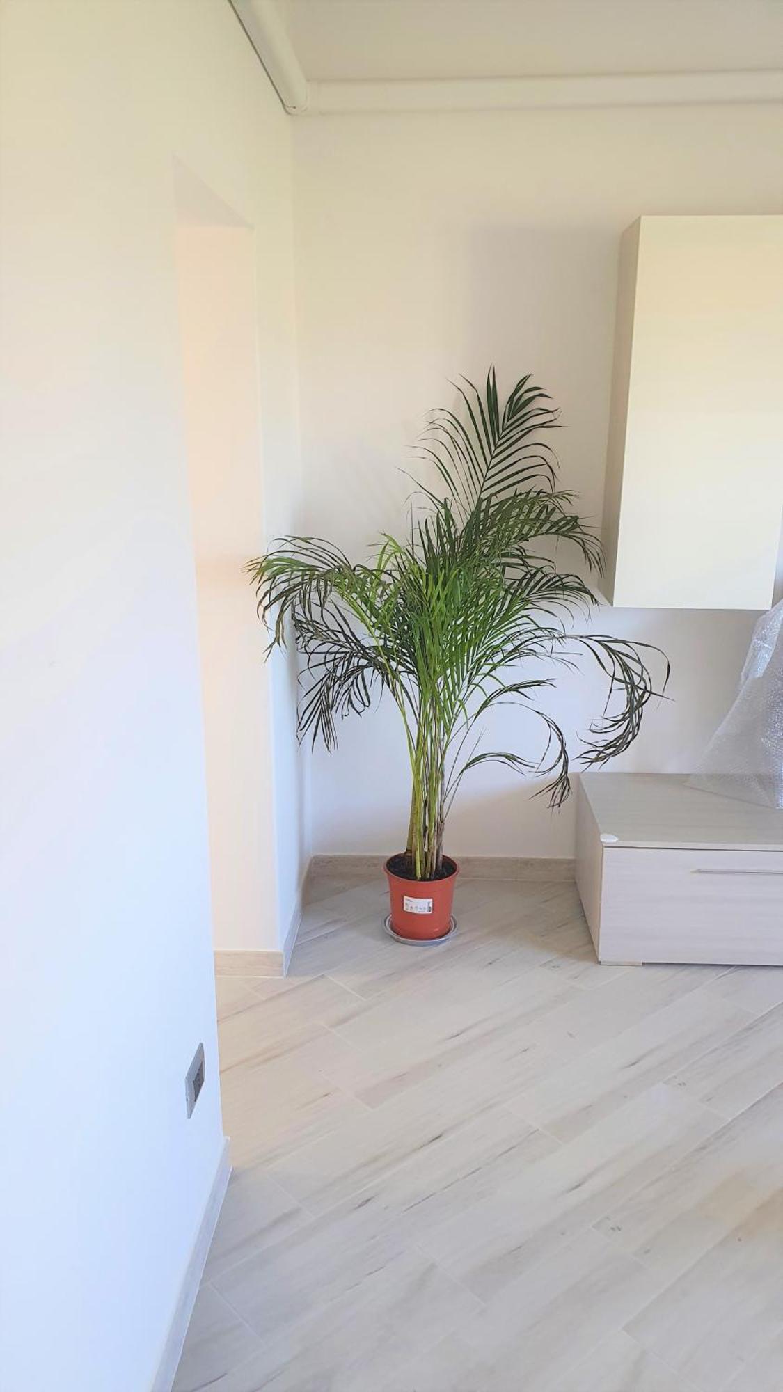 Apartment Casa Della Pineta Viareggio